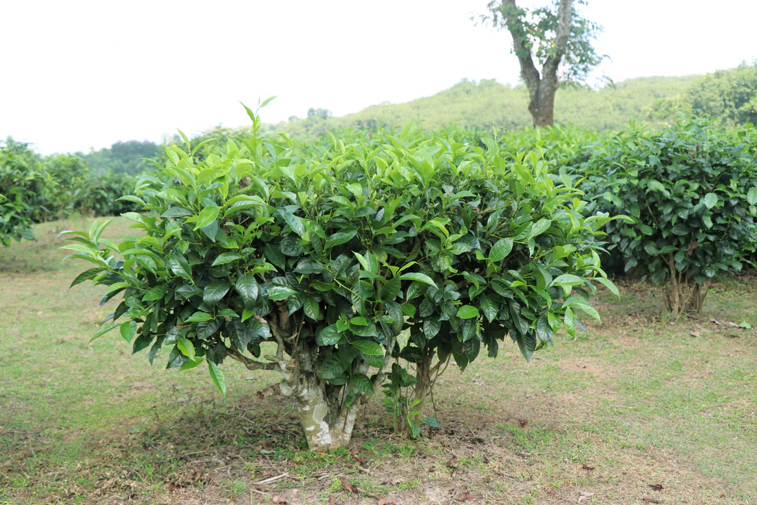 Shrubbery
