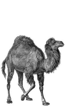 [camel]