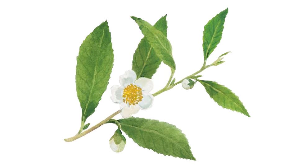 Tea plant