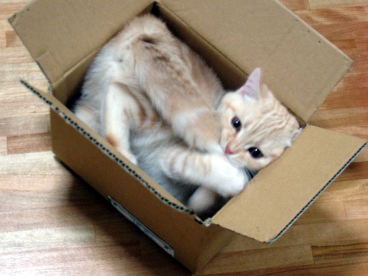 [katt  en låda]