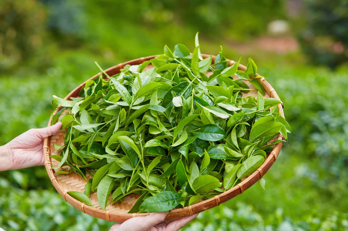 Tea leaves
