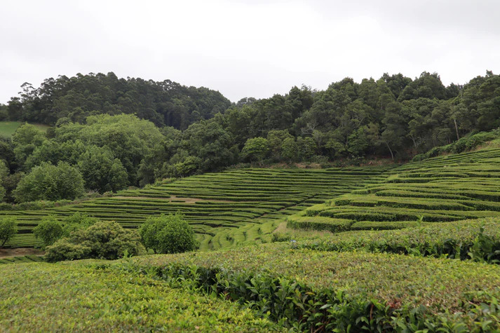 Tea plantation